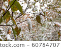 fall and winter 60784707