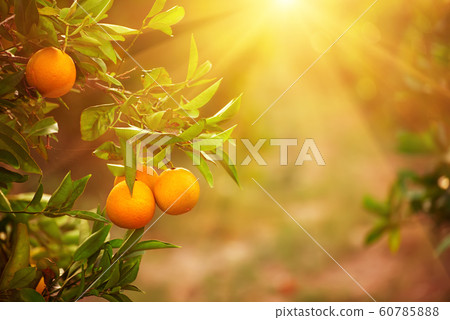 Tangerine sunny garden Tangerine sunny garden 60785888