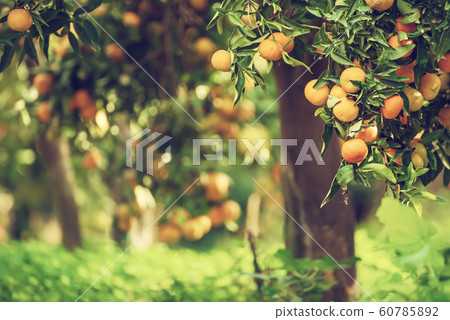Tangerine sunny garden Tangerine sunny garden 60785892