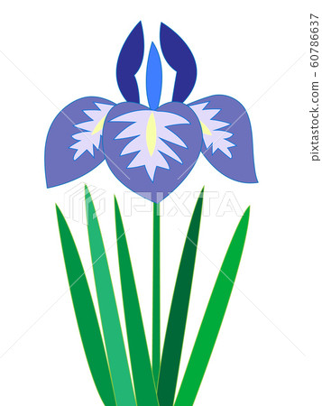 Flowers of irises 60786637