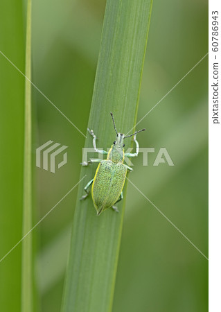 Blue weevil Blue weevil 60786943