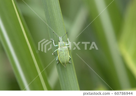 Blue weevil 60786944