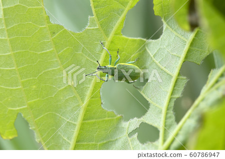 藍象鼻蟲 60786947