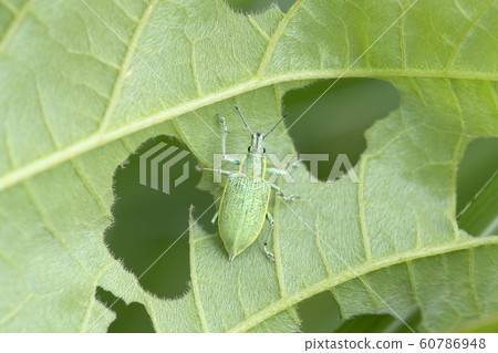 Blue weevil 60786948