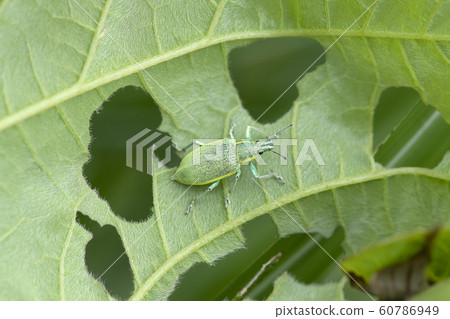 藍象鼻蟲 60786949