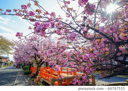 Row of double cherry trees in Shiraijuku 2 Row of double cherry trees in Shiraijuku 2 60787555