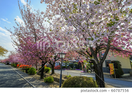 Row of double cherry trees in Shiraijuku 3 Row of double cherry trees in Shiraijuku 3 60787556