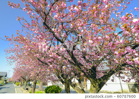 Spring double row of cherry trees Spring double row of cherry trees 60787600