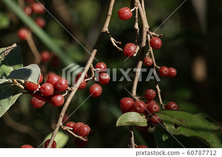 牛奶子 牛奶子 60787712