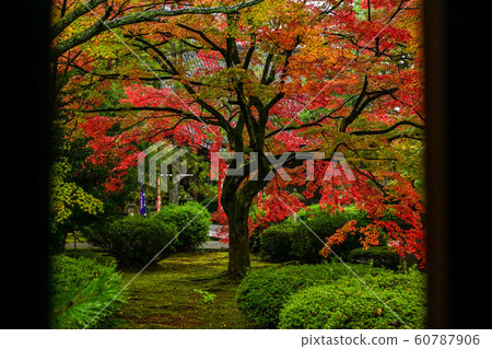 Autumn leaves of Tentokuin Autumn leaves of Tentokuin 60787906