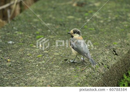 Young bird 60788384