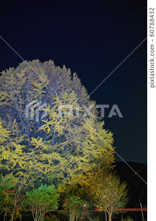[Fukusada's Great Ginkgo (Hosenji) Night] Fukusada, Nakahechi-cho, Tanabe City, Wakayama Prefecture 60788432