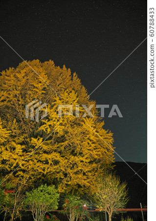 [福澤的大銀杏（細森寺）之夜]和歌山縣田邊市中部寺町福澤 60788433