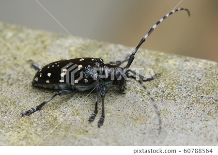 Gomadarakamikiri Gomadarakamikiri 60788564