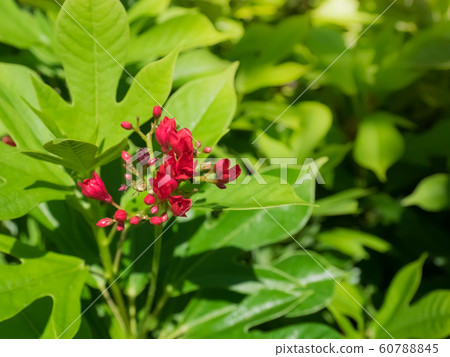 red Jatropha integerrima or Spicy Jatropha in the red Jatropha integerrima or Spicy Jatropha in the 60788845