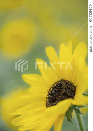 Close-up of sunflower 60789499