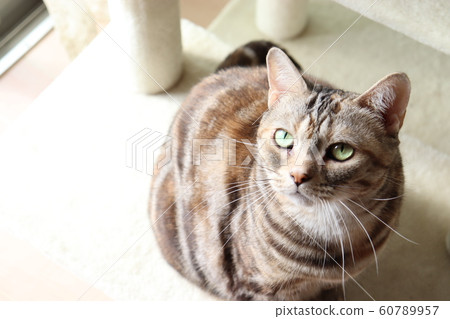 綠眼美國短髮 綠眼美國短髮 60789957