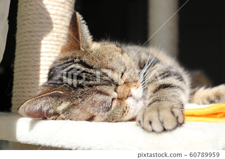 貓美國短毛貓睡在陽光下 60789959