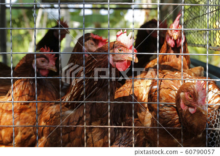 hens in cages in a chicken farm 60790057