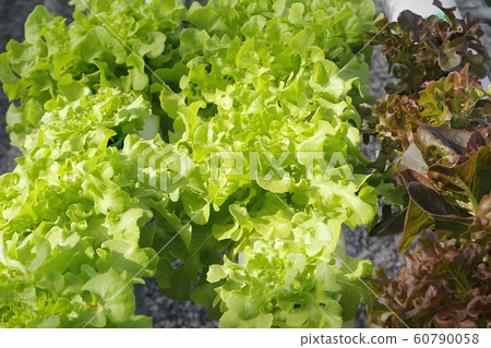 organic hydroponic vegetable in farm 60790058