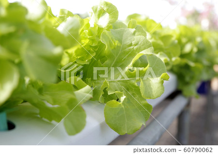 organic hydroponic vegetable in farm 60790062