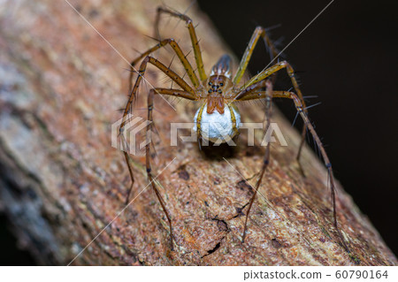Brown stripes spider with its eggs Brown stripes spider with its eggs 60790164