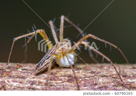 Brown stripes spider with its eggs 60790165