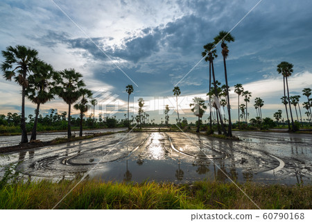 Rice farmland with sugar palm Rice farmland with sugar palm 60790168