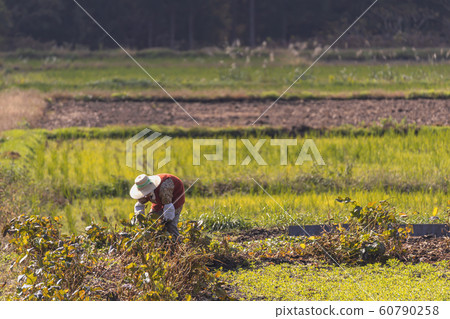 191101 Farm work G007 60790258