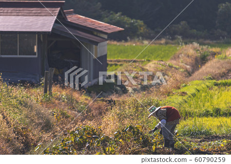 191101農業作業G004 60790259