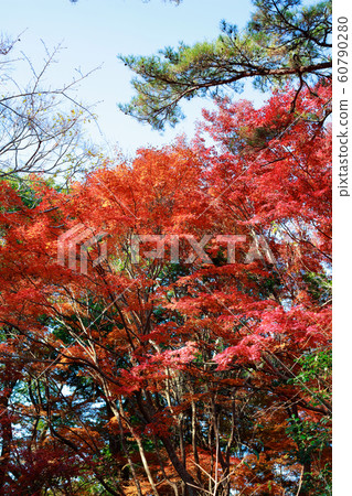 秋天的樹葉 60790280