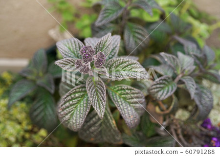 雞血石 雞血石 60791288