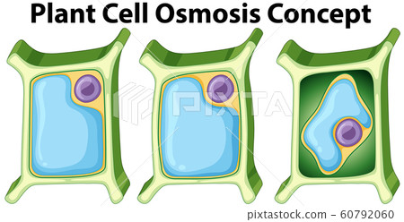 Diagram showing plant cell osmosis concept Diagram showing plant cell osmosis concept 60792060
