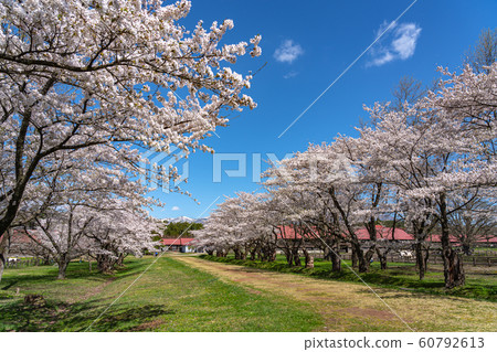 Koiwai Farm Spring Sakura Full Bloom March April Sightseeing Spot Nature Blue Sky Sunny Colorful Koiwai Farm Spring Sakura Full Bloom March April Sightseeing Spot Nature Blue Sky Sunny Colorful 60792613