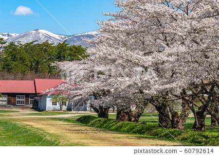 Koiwai Farm Spring Sakura Full Bloom March April Sightseeing Spot Nature Blue Sky Sunny Colorful Koiwai Farm Spring Sakura Full Bloom March April Sightseeing Spot Nature Blue Sky Sunny Colorful 60792614