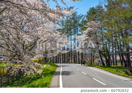 小岩井農場春天櫻花盛開3月4月旅遊景點自然藍天晴朗多彩道路背景東北地區 60792652