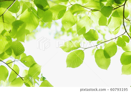 Fresh green Fresh green 60793195