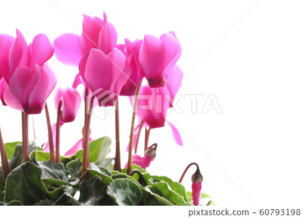 Pink garden cyclamen Pink garden cyclamen 60793198