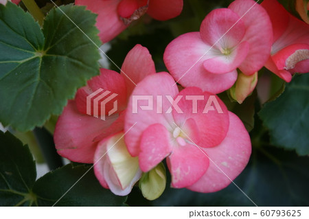 Begonia 60793625