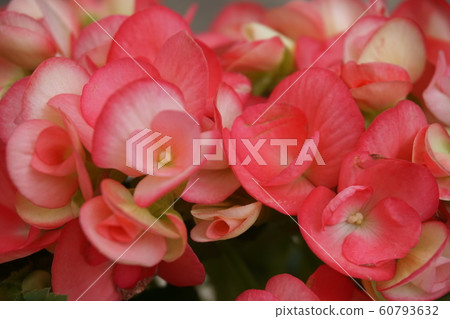 Begonia 60793632