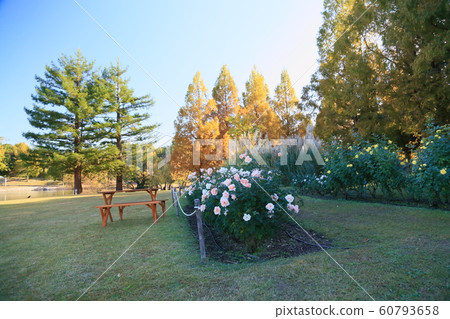 秋天公園玫瑰盛開 秋天公園玫瑰盛開 60793658