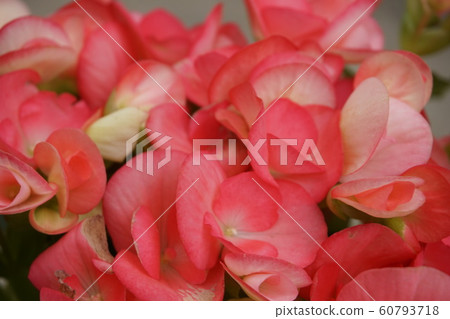 Begonia 60793718