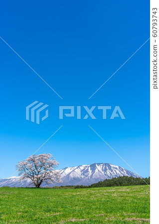  小岩井農場的一朵櫻花Shi石町岩手山東北觀光名勝名勝經典觀光旅行 60793743