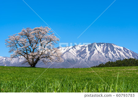 Koiwai Farm's One Cherry Blossom Shizukuishicho Iwate Mountain Tohoku Sightseeing Famous Sightseeing Spot Classic Sightseeing Travel Trip Koiwai Farm's One Cherry Blossom Shizukuishicho Iwate Mountain Tohoku Sightseeing Famous Sightseeing Spot Classic Sightseeing Travel Trip 60793783