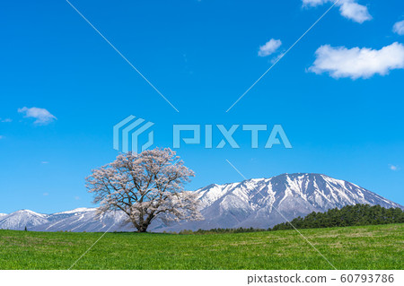 小岩井農場的一朵櫻花Shi石町岩手山東北觀光名勝名勝經典觀光旅行 小岩井農場的一朵櫻花Shi石町岩手山東北觀光名勝名勝經典觀光旅行 60793786