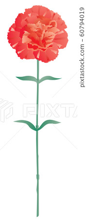 一支紅色康乃馨 一支紅色康乃馨 60794019