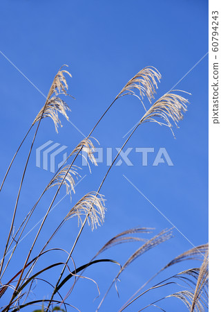 Scenery of Susuki Scenery of Susuki 60794243