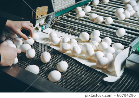 egg factory plant agriculture poultry chicken farm egg factory plant agriculture poultry chicken farm 60794290