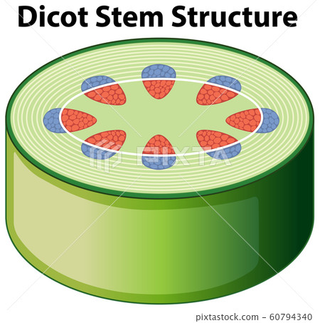 Diagram showing dicot stem structure 60794340