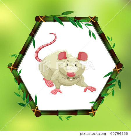 White mouse in bamboo frame White mouse in bamboo frame 60794366
